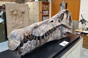 New dinosaur species unearthed in Sahara
