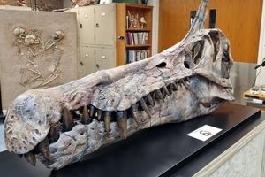 New dinosaur species unearthed in Sahara
